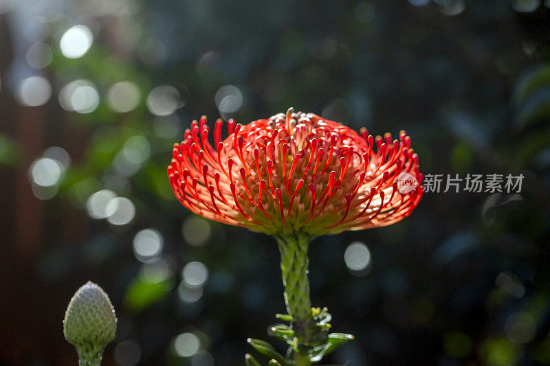 红色针垫花和花蕾，背景与复制空间