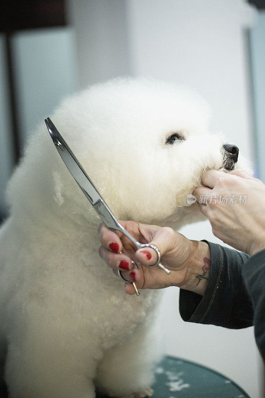 小白犬品种卷毛比雄在美容沙龙理发。宠物护理