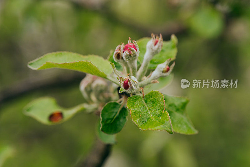 一棵苹果树，春天开出美丽的花朵