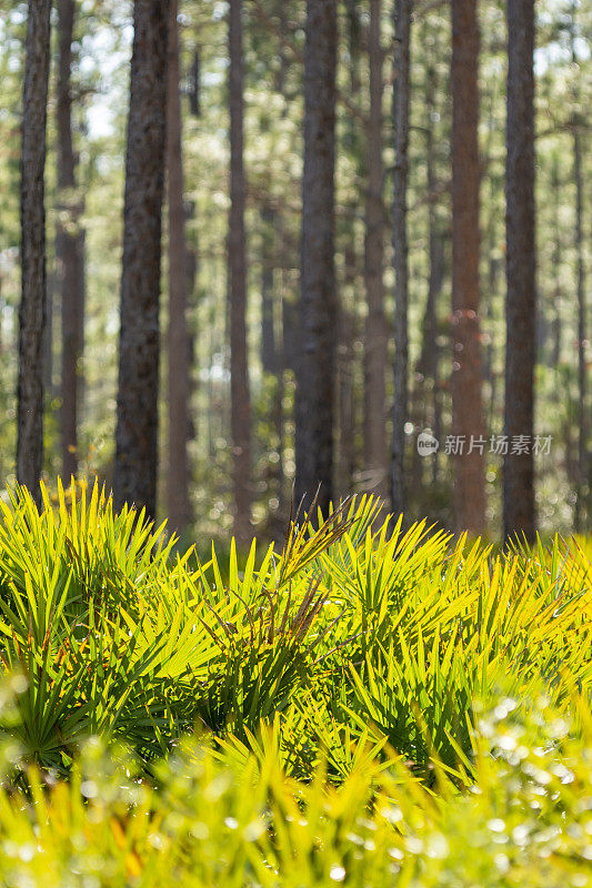 背光锯棕榈在框架底部与松树树干背景