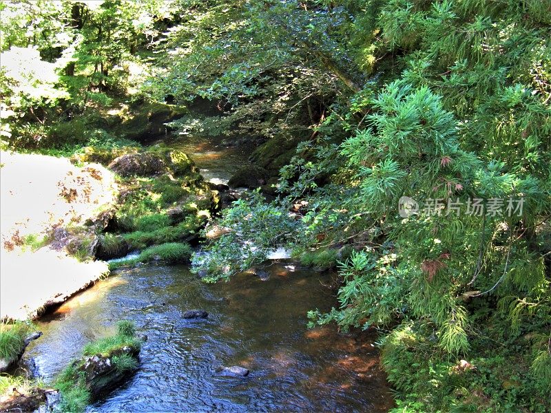 日本。八月里晴朗的一天。山间森林里的小河。