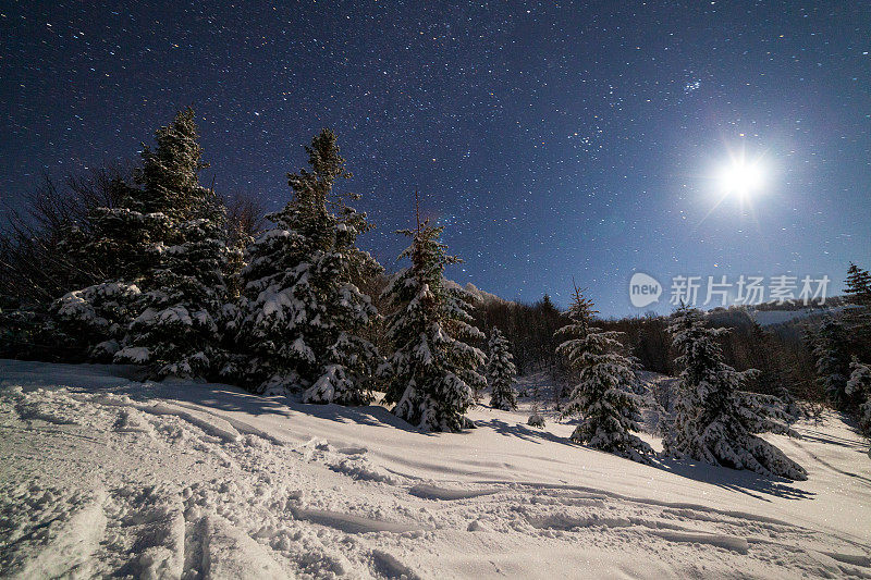 壮丽的星空笼罩着冬日的山景。夜景。月光下美丽的高大冷杉。喀尔巴阡山,乌克兰,欧洲。