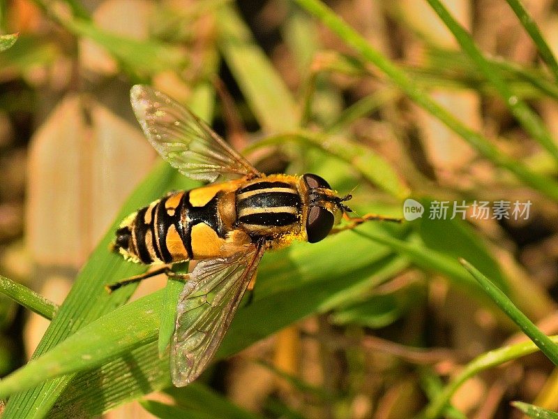 丹麦大黄蜂帮