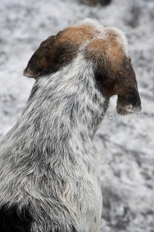 节礼日猎狐犬，地上有雪