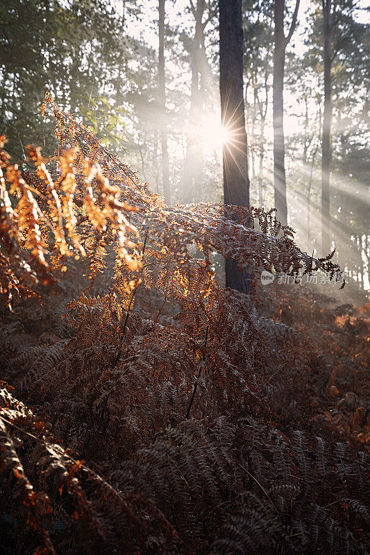 早晨阳光在秋天森林与蕨类