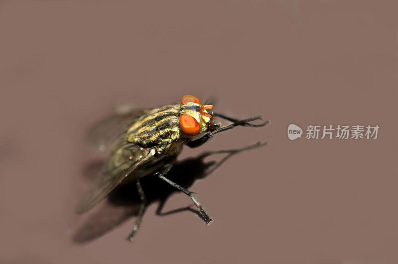昆虫-红眼苍蝇(微距镜头)