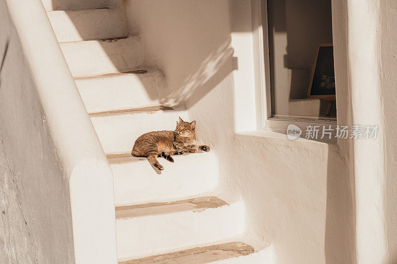 在希腊村庄的楼梯上晒太阳的猫