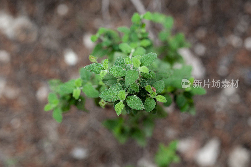 野生圣人植物