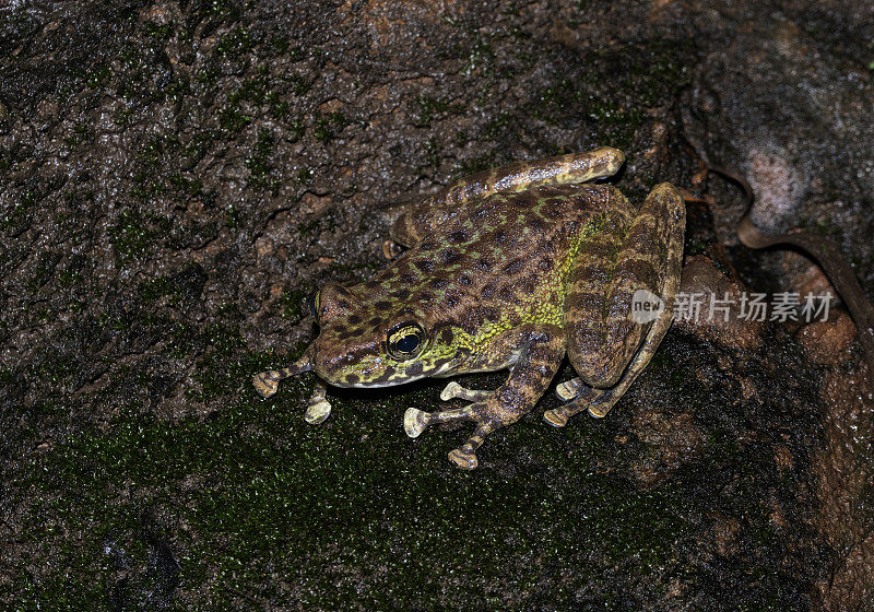 在印度梅加拉亚邦的Cherrapunji附近看到的阿莫洛ops或瀑布蛙