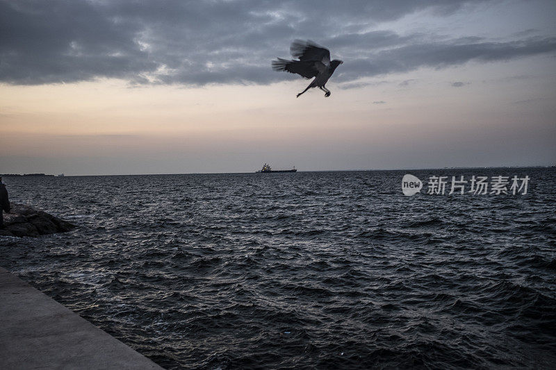 乌鸦飞过大海。