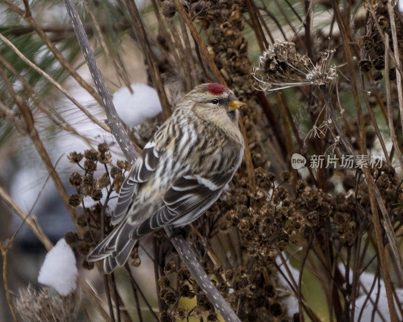 红poll照片和图像。在冬季，芬奇栖息在其环境和栖息地周围的模糊树叶背景上。