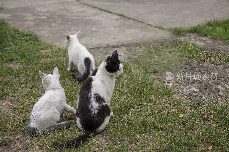 草地上的三只猫
