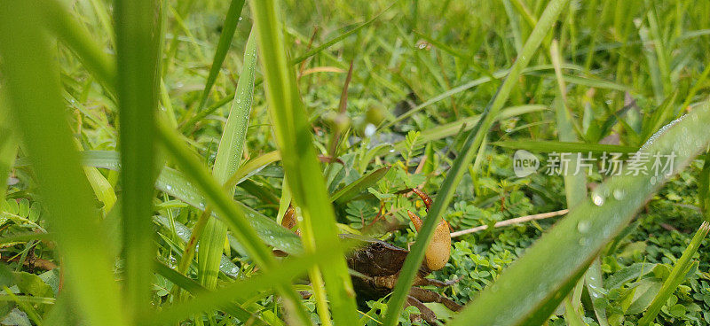 一只棕色的河蟹坐在绿色的草丛中