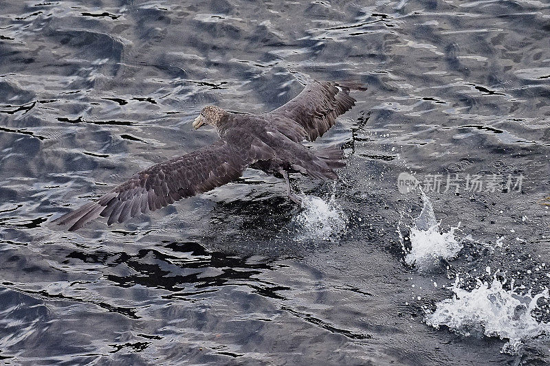 一只南方巨海燕从太平洋起飞