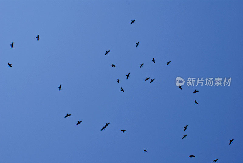 天空中的乌鸦