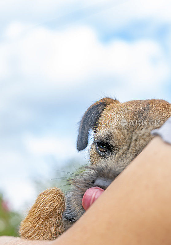 边境犬幼犬肖像