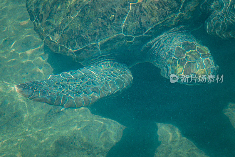 海龟在水面附近，咔嗒咔嗒