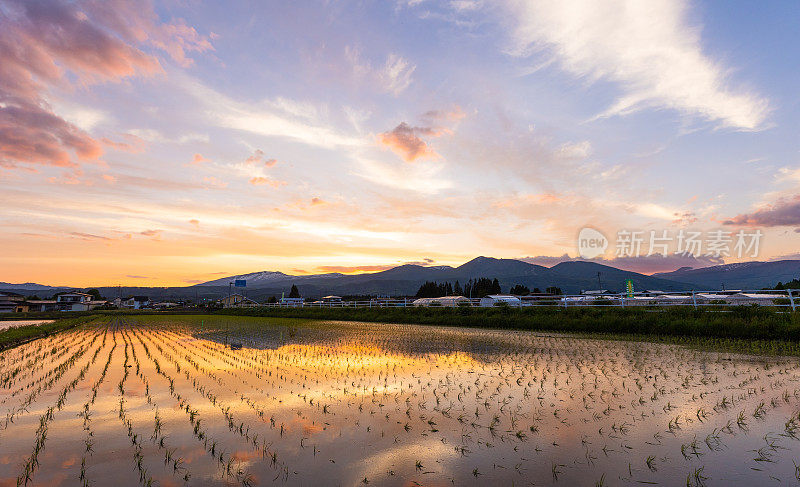 稻田新种植的秧苗上的夕阳倒影