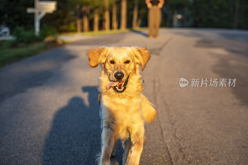 幸福的家庭宠物金毛猎犬在明亮温暖的阳光下向镜头跑去