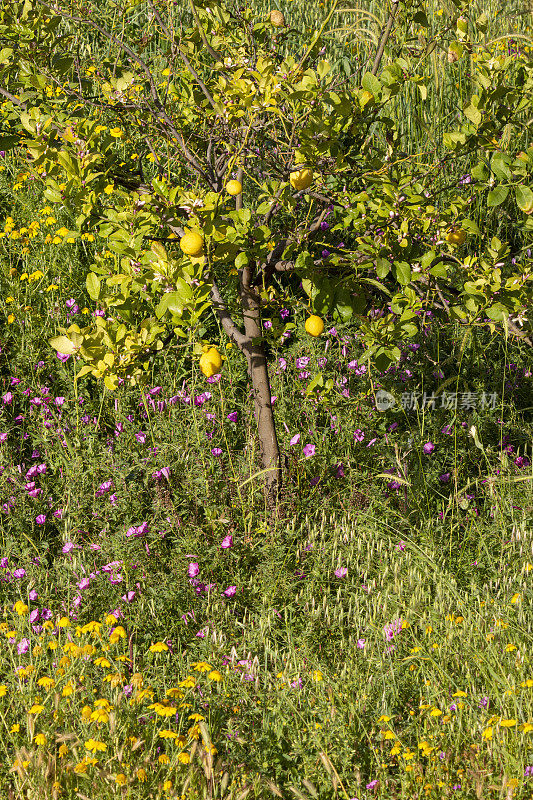 黄色的野花和牵牛花通向果实成熟的柠檬树