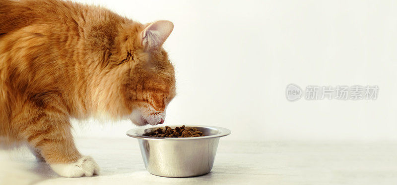 小姜猫在吃碗里的猫粮。带有复制空间的横幅
