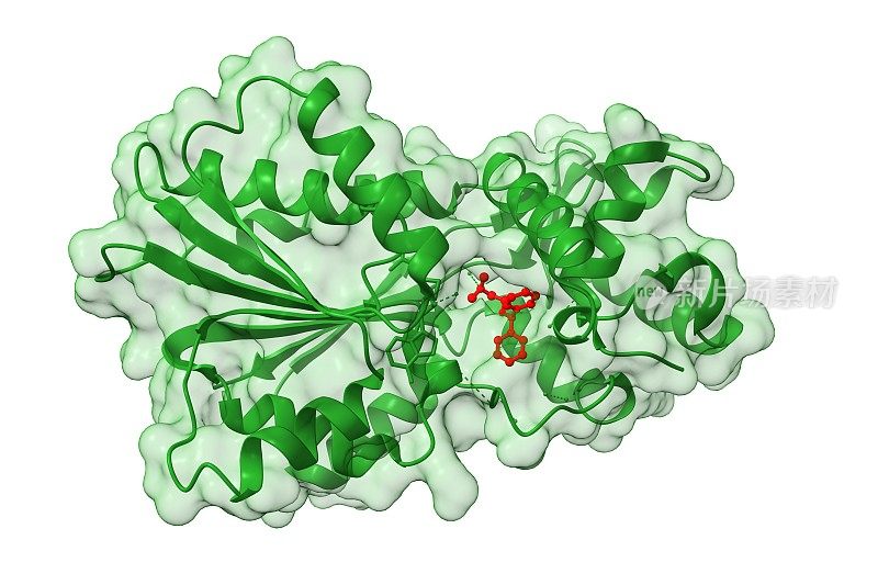 组胺甲基转移酶与抗组胺药物苯海拉明(红色)