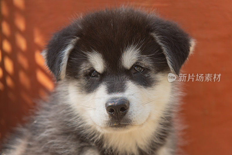 阿拉斯加雪橇犬小狗