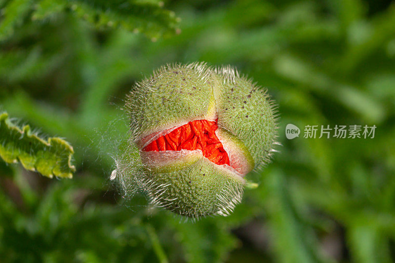 东方罂粟，东方罂粟，(罂粟科)，东方罂粟。