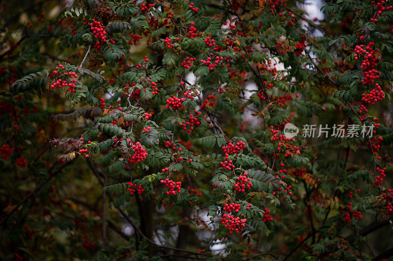 花楸在树枝上扎堆。