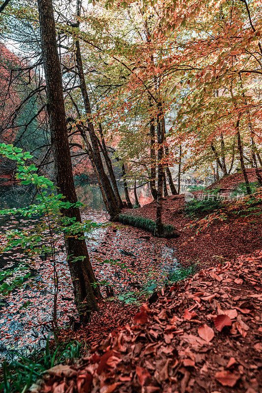 土耳其的耶迪戈勒国家公园。森林深处的秋景中，色彩斑斓的树木和步道。森林里的秋色构成了一幅壮丽的景色。大自然的秋景。