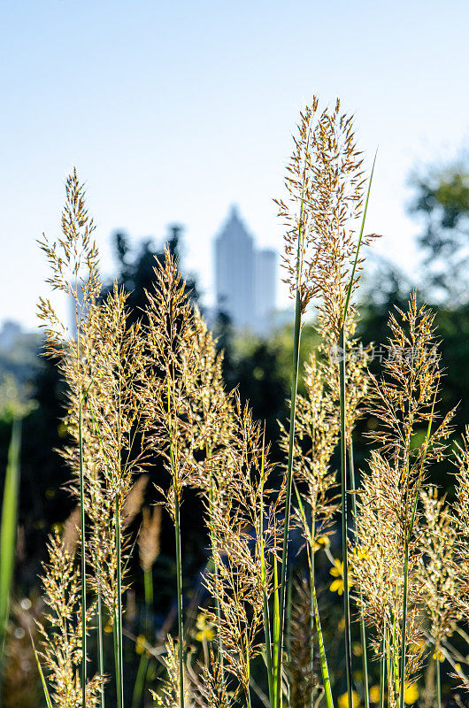 高大的观赏草生长在亚特兰大，佐治亚州的天际线前