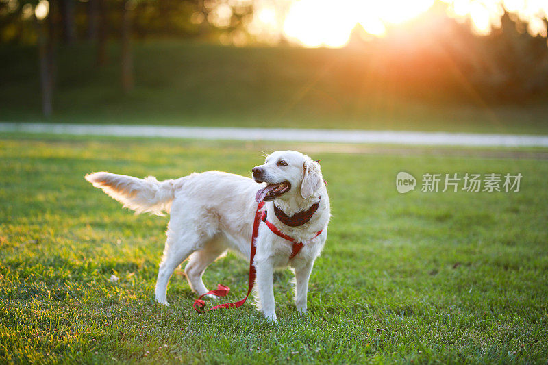 在一个美丽的公园里，一只金毛猎犬在夕阳下的草地上散步
