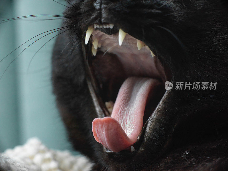 一只张着嘴，露出牙齿的黑猫