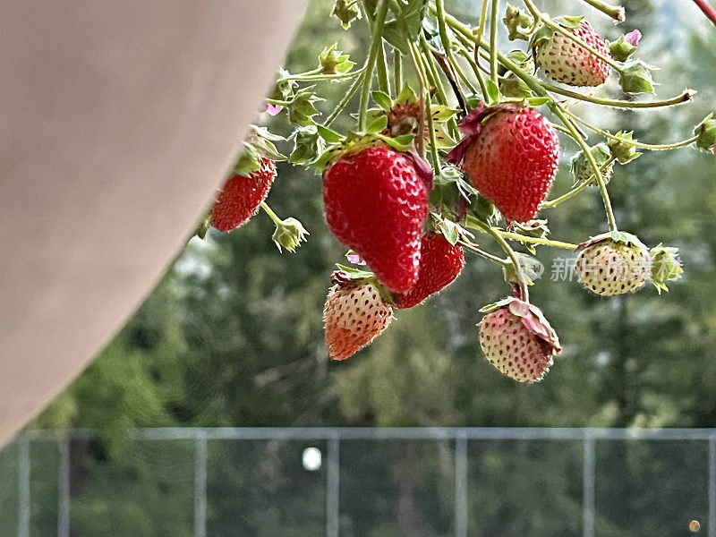 草莓挂在花盆上