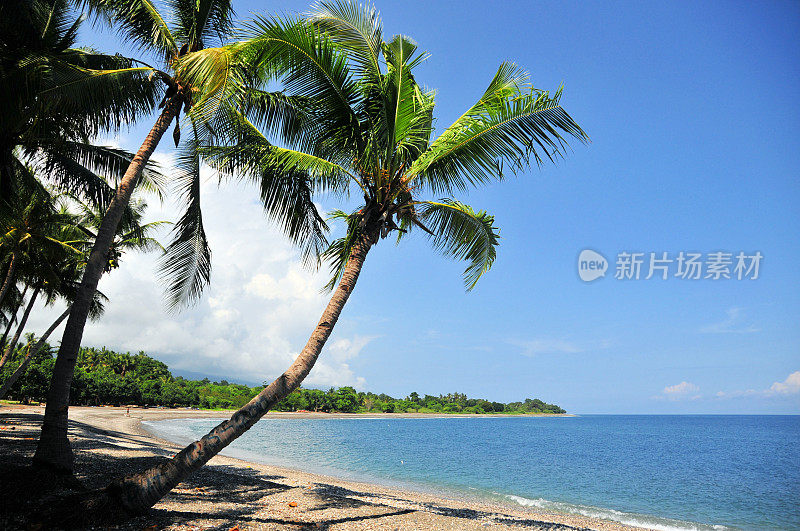 利奥帕海滩，Liquiça的中心海滩-椰子树倾斜在班达海，东帝汶