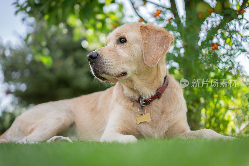 金毛猎犬在后院树前的草地上