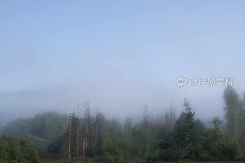 孚日夏日清晨的风景，雾气笼罩着树木