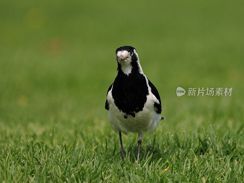 雌喜鹊云雀，青雀花