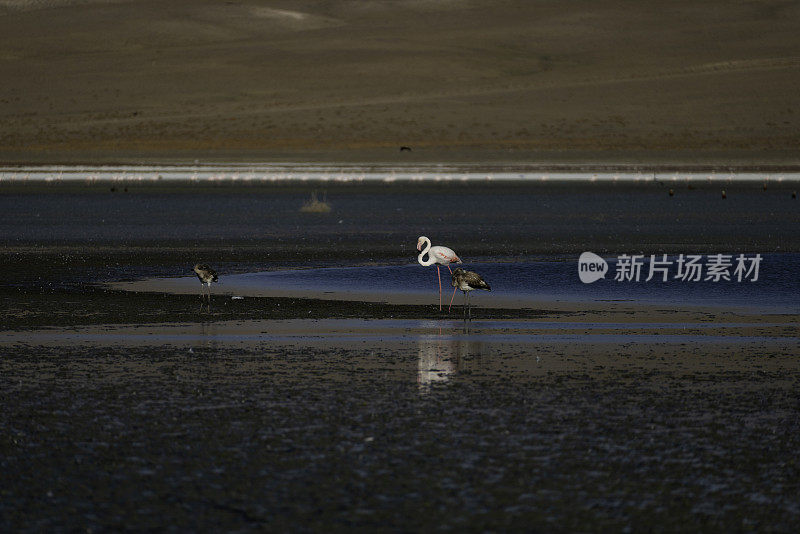 一群火烈鸟的背景照片