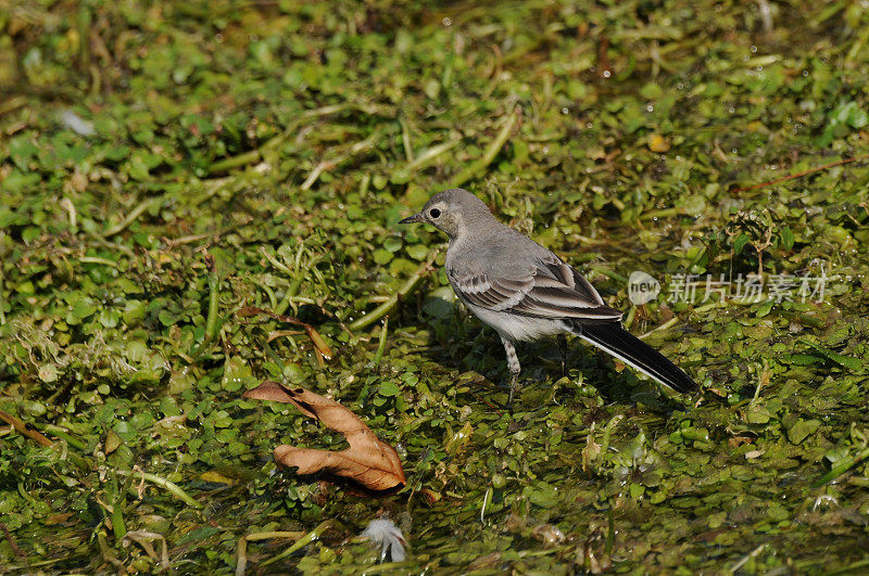 白尾鸟