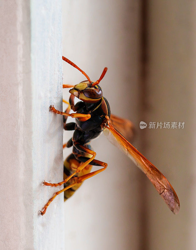 黄蜂特写外星人一样的生物