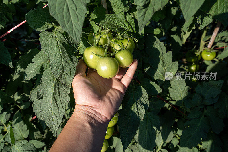 手捧着种植园里未成熟的绿番茄