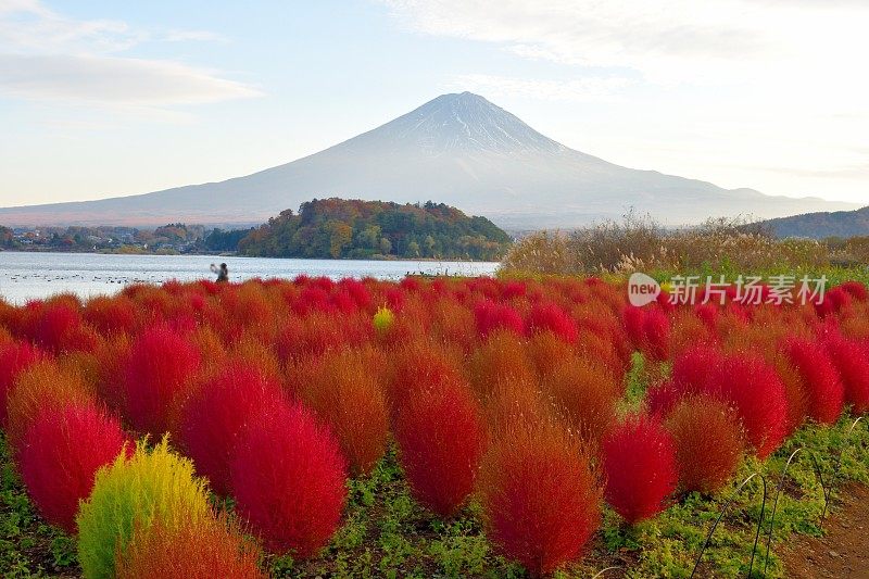 山梨县川口湖畔的富士山和五彩缤纷的高山