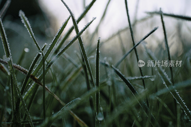 在冬天的草坪上，结冰的草叶被冰晶覆盖。