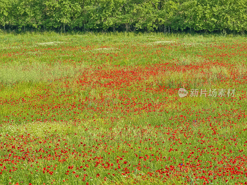 意大利托斯卡纳地区