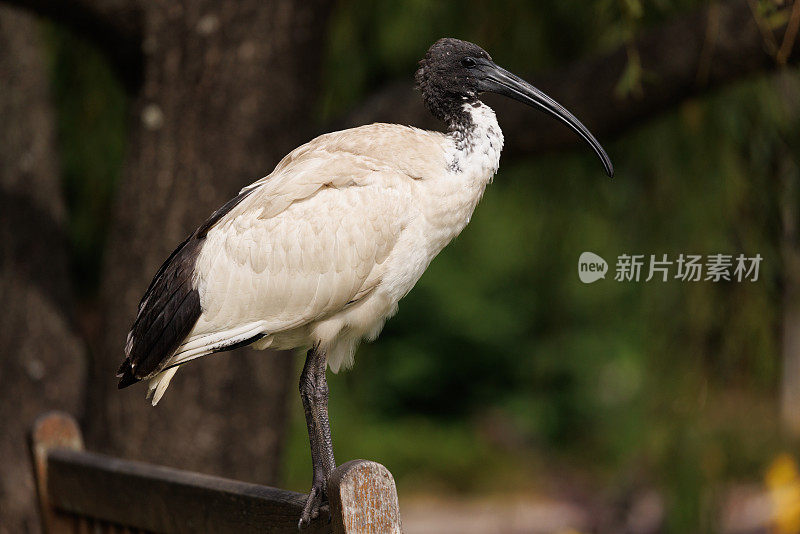 小白鹭，澳大利亚白鹮