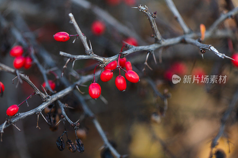 花楸在树枝上。