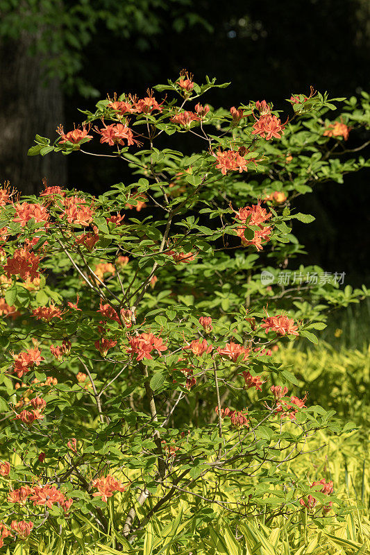 杜鹃花