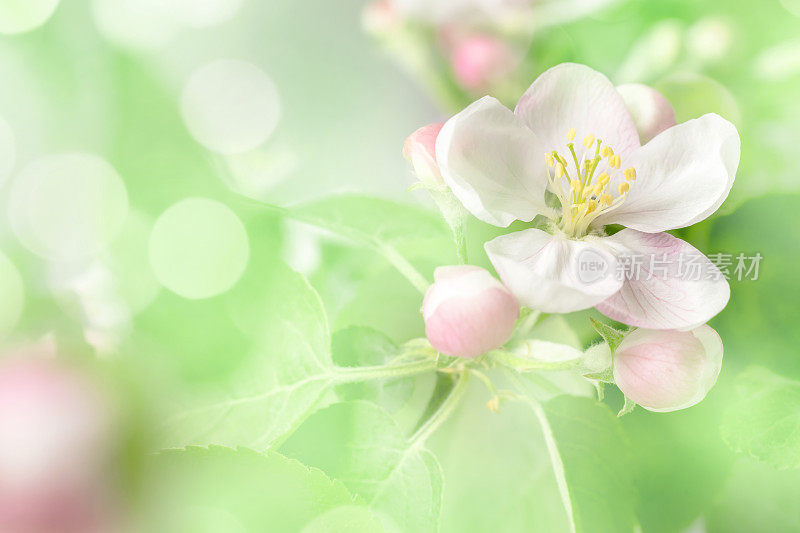 苹果树开花特写与散景光