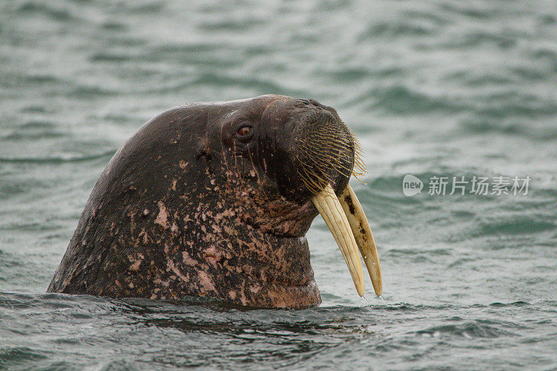 海象